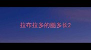 拉布拉多的腿多长