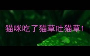 猫咪吃了猫草吐猫草