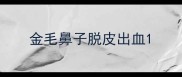 金毛鼻子脱皮出血