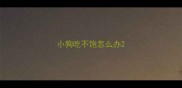 小狗吃不饱怎么办