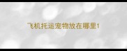 飞机托运宠物放在哪里