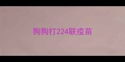 狗狗打224联疫苗