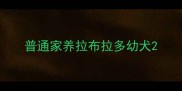 普通家养拉布拉多幼犬