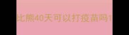 比熊40天可以打疫苗吗