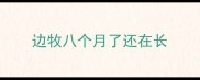 边牧八个月了还在长