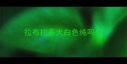 拉布拉多犬白色纯吗6