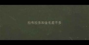 拉布拉多和金毛差不多
