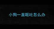 小狗一直呕吐怎么办