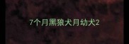 7个月黑狼犬月幼犬
