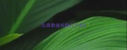 玩具泰迪长到几个月