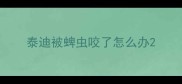 泰迪被蜱虫咬了怎么办