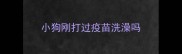 小狗刚打过疫苗洗澡吗
