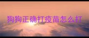 狗狗正确打疫苗怎么打