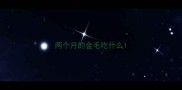 两个月的金毛吃什么