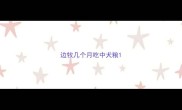 边牧几个月吃中犬粮