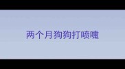 两个月狗狗打喷嚏
