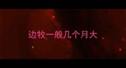 边牧一般几个月大