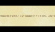边境牧羊犬独自在家会安静吗这5个自娱自乐行为让你明白边牧不是安静狗