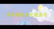 英系赛级金毛是直毛
