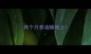 两个月泰迪睡地上