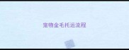 宠物金毛托运流程