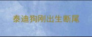 泰迪狗刚出生断尾