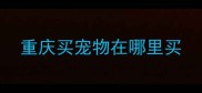 重庆买宠物在哪里买