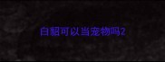白貂可以当宠物吗