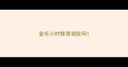 金毛小时候很调皮吗
