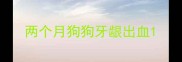 两个月狗狗牙龈出血