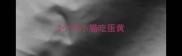 2个月小猫吃蛋黄