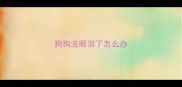 狗狗流眼泪了怎么办