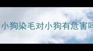 给小狗染毛对小狗有危害吗