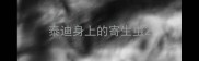 泰迪身上的寄生虫