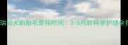 雪拉瑞幼犬剃胎毛最佳时间3-6月龄科学护理全指南