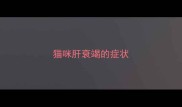 猫咪肝衰竭的症状