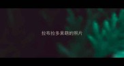 拉布拉多呆萌的照片