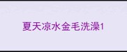 夏天凉水金毛洗澡