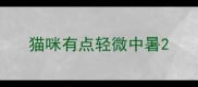 猫咪有点轻微中暑