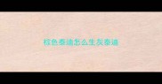 棕色泰迪怎么生灰泰迪