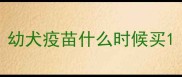 幼犬疫苗什么时候买