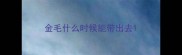 金毛什么时候能带出去