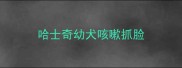 哈士奇幼犬咳嗽抓脸