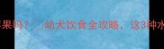 泰迪幼犬能吃苹果吗幼犬饮食全攻略这3种水果千万别喂