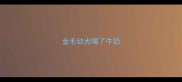 金毛幼犬喝了牛奶
