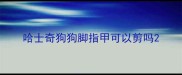 哈士奇狗狗脚指甲可以剪吗