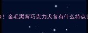 拉布拉多颜色性格全金毛黑背巧克力犬各有什么特点养前必看养护指南
