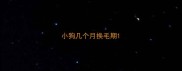 小狗几个月换毛期