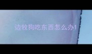 边牧狗吃东西怎么办