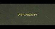 狗生完小狗拉肚子